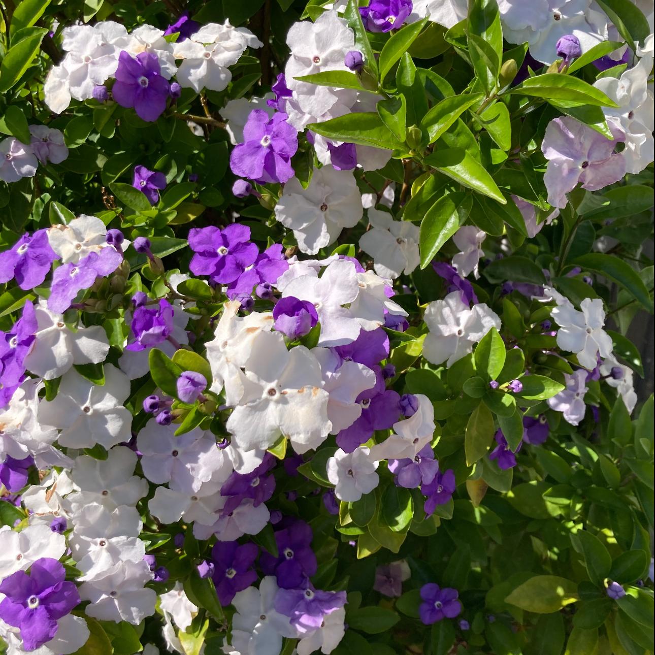 CILIFER® 🏆75K+ SOLD! 🌿❄️ Midnight Perfume Jasmine Seeds – Winter Planting. Perennial Blooms & Fragrant Garden Elegance 🌸