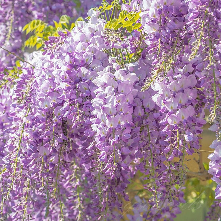 💜Purple