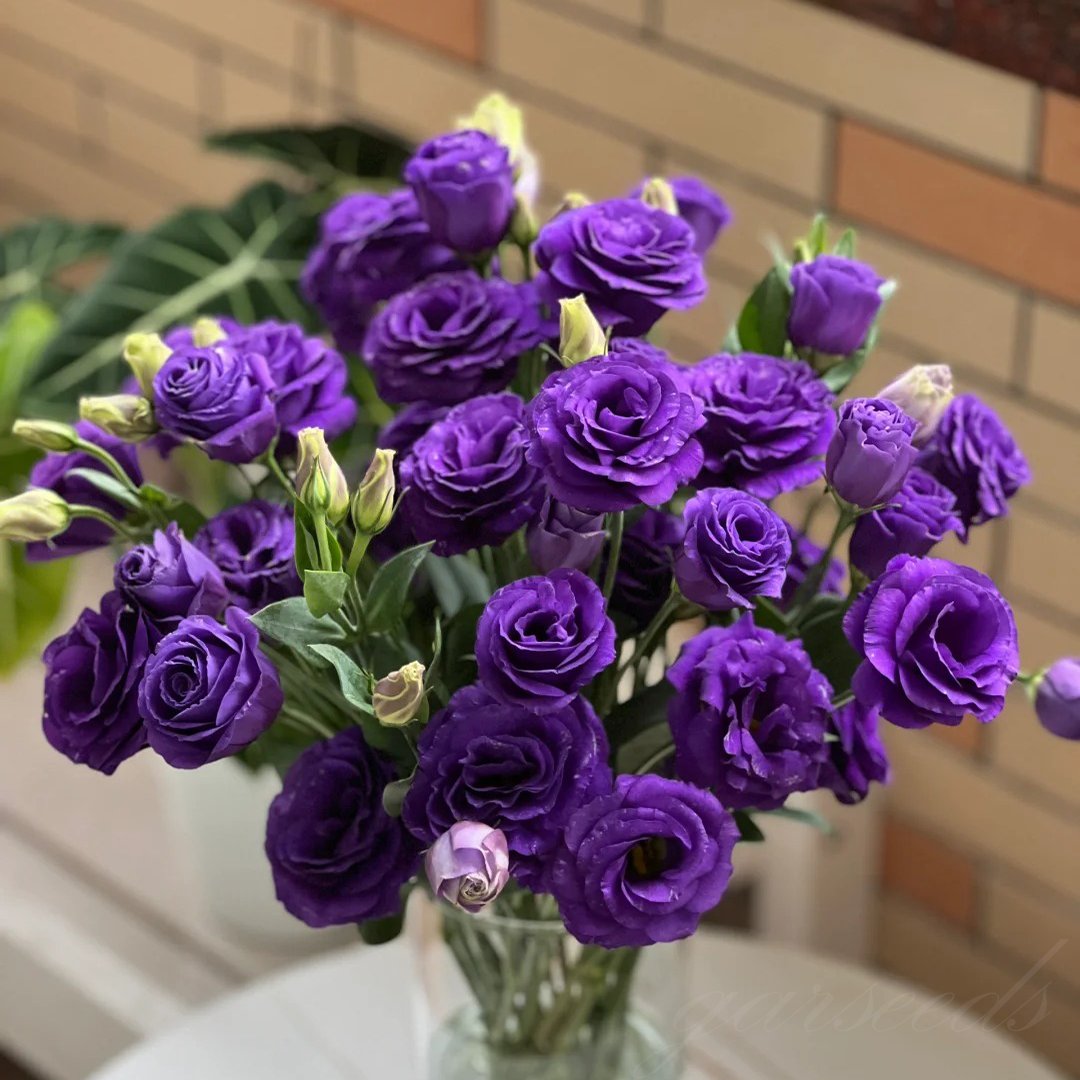 💜Purple