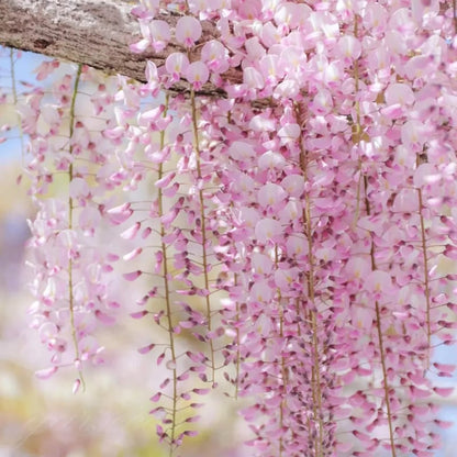 CILIFER® 🌸WISTERIA - THE GARDEN'S CASCADING BEAUTY ALL YEAR ROUND