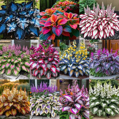 CILIFER® Premium Rare Hosta 🌿 Shade-Tolerant Plant