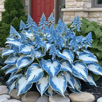 CILIFER® Premium Rare Hosta 🌿 Shade-Tolerant Plant