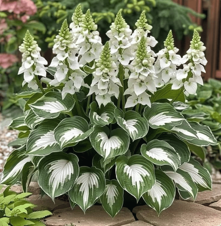 CILIFER® Premium Rare Hosta 🌿 Shade-Tolerant Plant