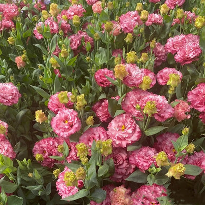 CILIFER® 🔥🌺Low-maintenance Eustoma Flower Seeds🌈