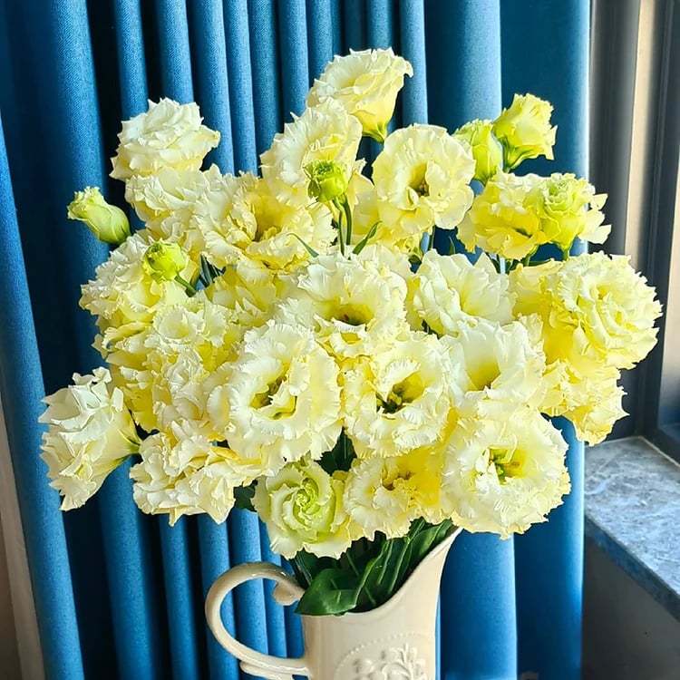 CILIFER® 🔥🌺Low-maintenance Eustoma Flower Seeds🌈