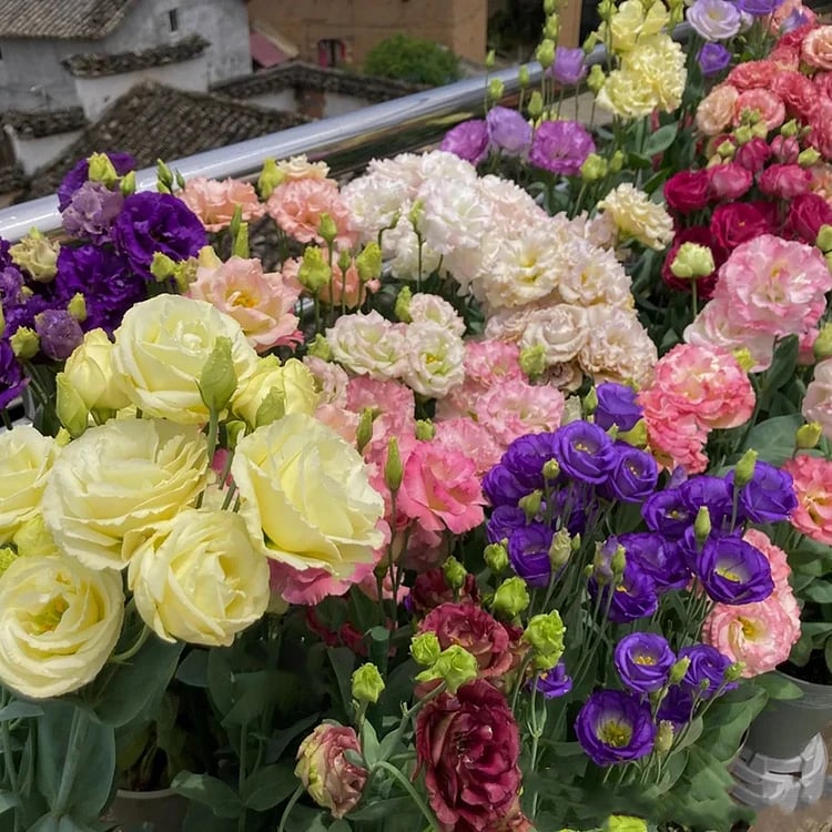 CILIFER® 🔥🌺Low-maintenance Eustoma Flower Seeds🌈