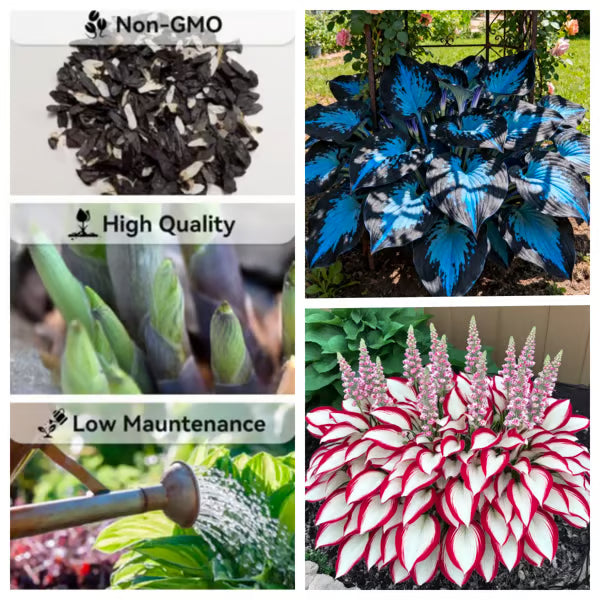CILIFER® Premium Rare Hosta 🌿 Shade-Tolerant Plant