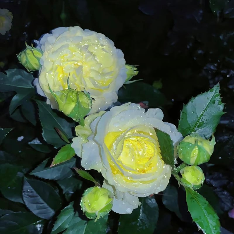CILIFER® 🔥🌺Low-maintenance Eustoma Flower Seeds🌈