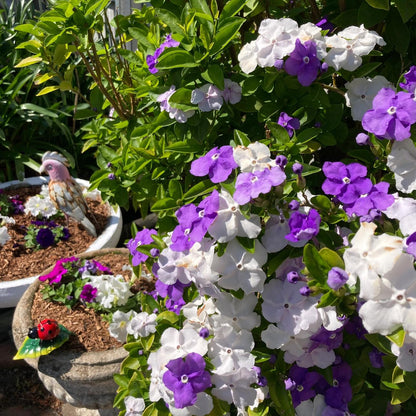 CILIFER® 🏆75K+ SOLD! 🌿❄️ Midnight Perfume Jasmine Seeds – Winter Planting. Perennial Blooms & Fragrant Garden Elegance 🌸