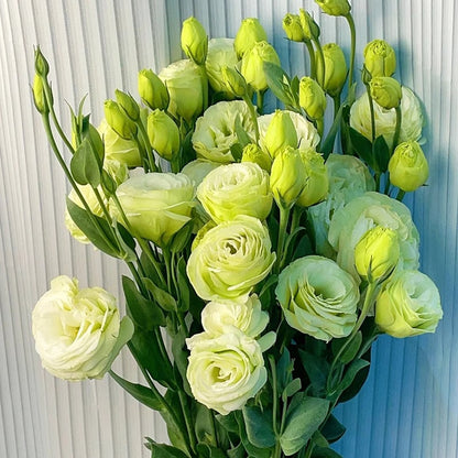 CILIFER® 🔥🌺Low-maintenance Eustoma Flower Seeds🌈