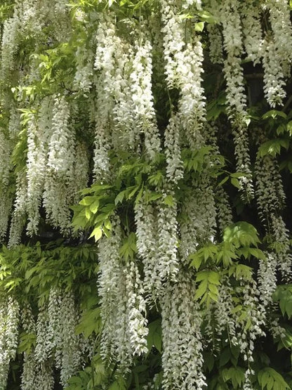 CILIFER® 🌸WISTERIA - THE GARDEN'S CASCADING BEAUTY ALL YEAR ROUND