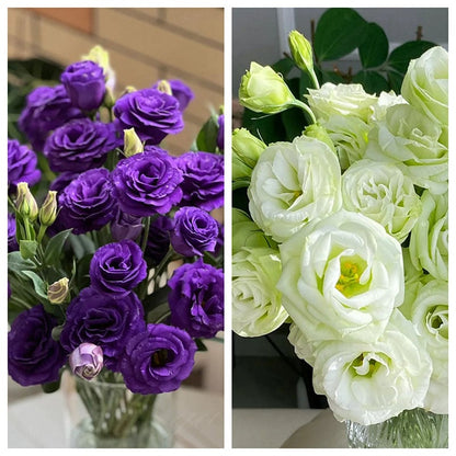 CILIFER® 🔥🌺Low-maintenance Eustoma Flower Seeds🌈