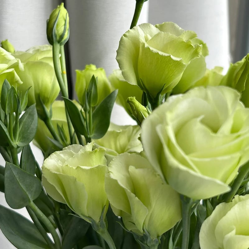CILIFER® 🔥🌺Low-maintenance Eustoma Flower Seeds🌈