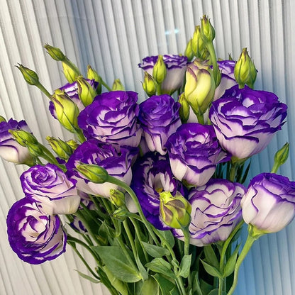CILIFER® 🔥🌺Low-maintenance Eustoma Flower Seeds🌈