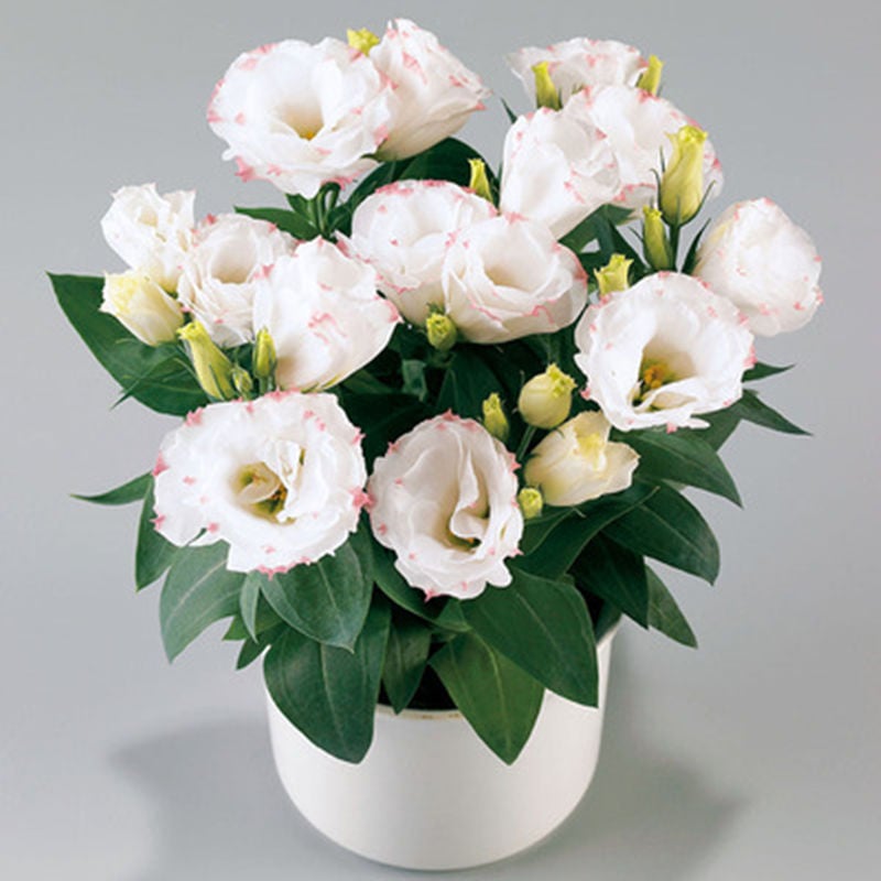 CILIFER® 🔥🌺Low-maintenance Eustoma Flower Seeds🌈