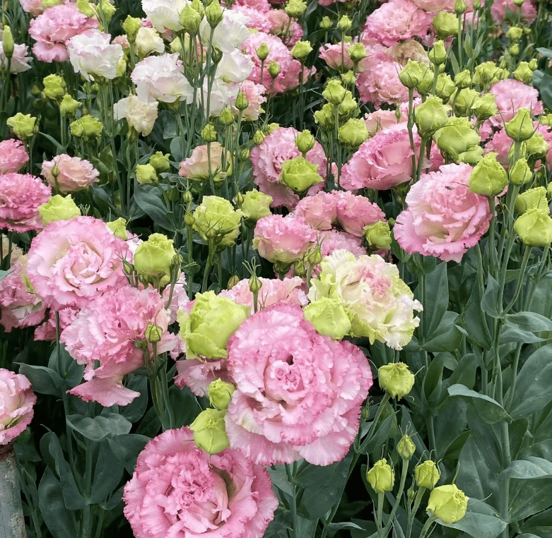 CILIFER® 🔥🌺Low-maintenance Eustoma Flower Seeds🌈