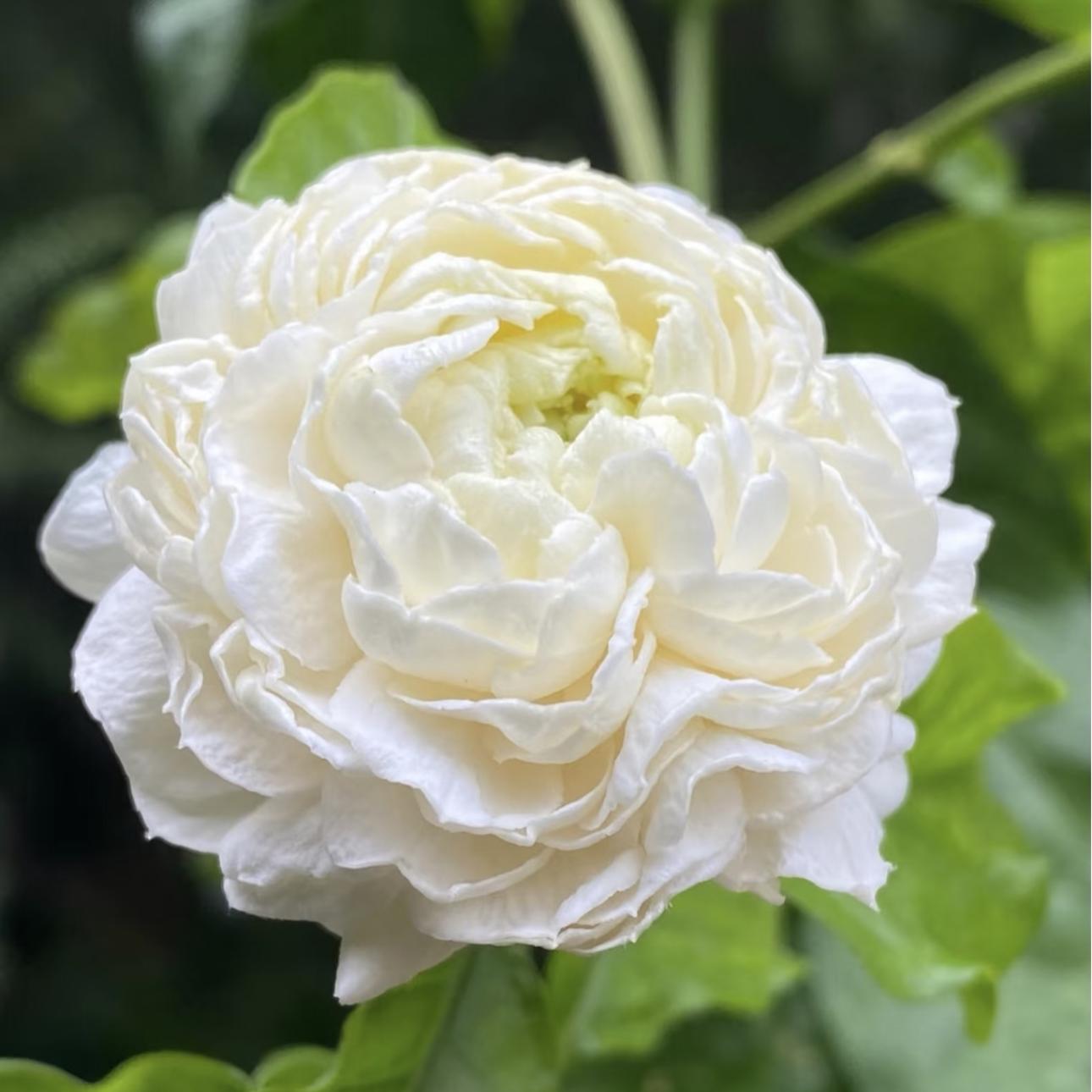 Tiger-head Jasmine