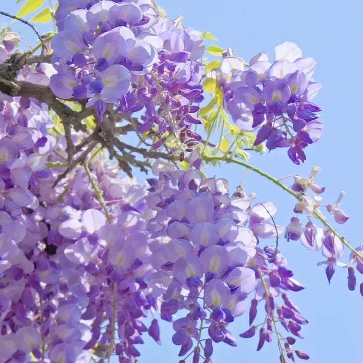 CILIFER® 🌸WISTERIA - THE GARDEN'S CASCADING BEAUTY ALL YEAR ROUND