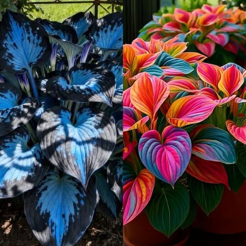 CILIFER® Premium Rare Hosta 🌿 Shade-Tolerant Plant