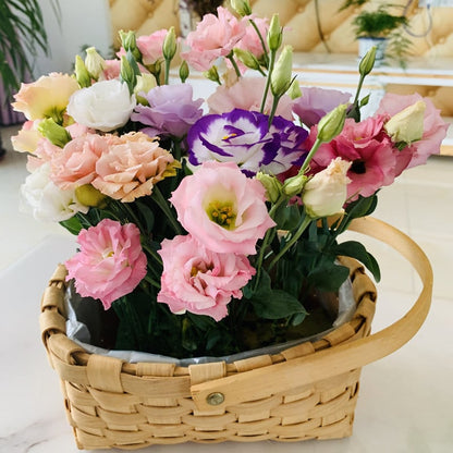 CILIFER® 🔥🌺Low-maintenance Eustoma Flower Seeds🌈