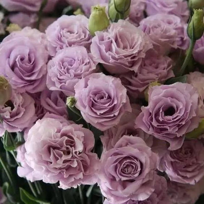 CILIFER® 🔥🌺Low-maintenance Eustoma Flower Seeds🌈