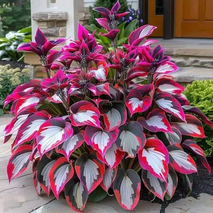 CILIFER® Premium Rare Hosta 🌿 Shade-Tolerant Plant