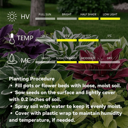 CILIFER® Premium Rare Hosta 🌿 Shade-Tolerant Plant