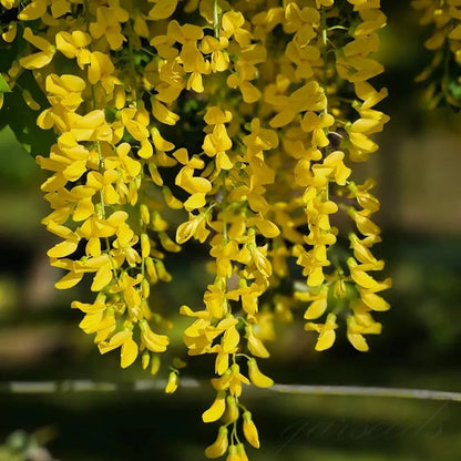 CILIFER® 🌸WISTERIA - THE GARDEN'S CASCADING BEAUTY ALL YEAR ROUND