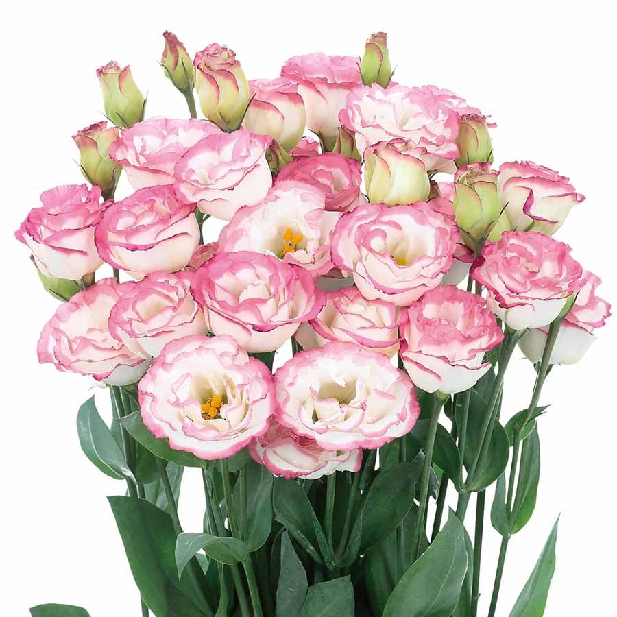 CILIFER® 🔥🌺Low-maintenance Eustoma Flower Seeds🌈