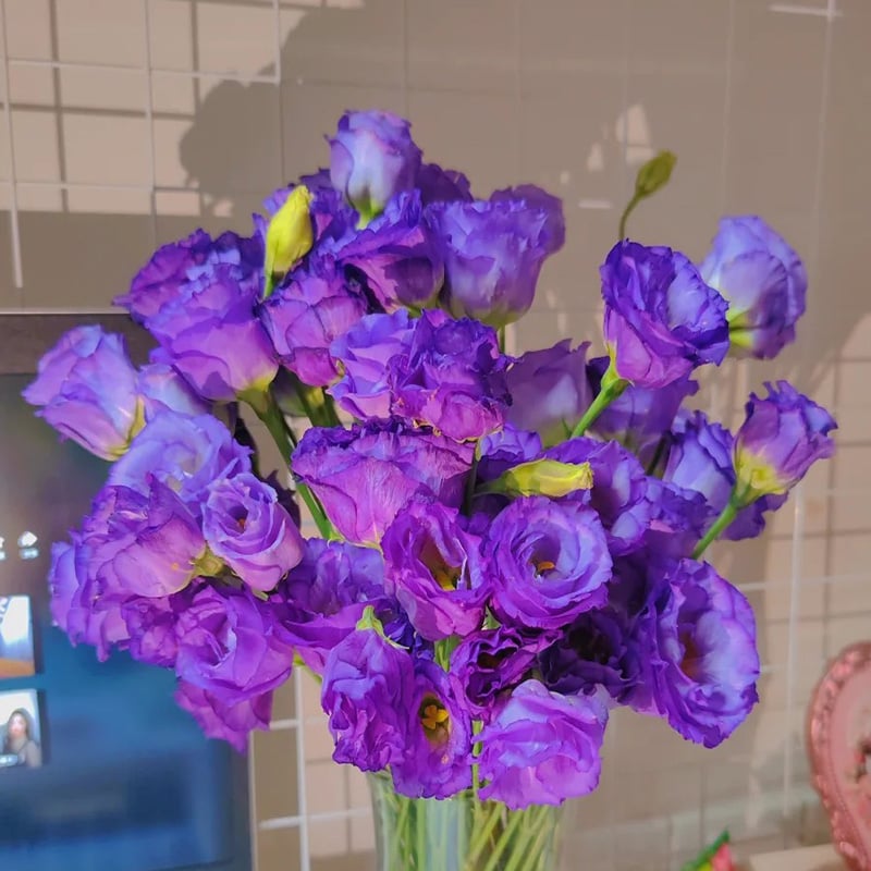 CILIFER® 🔥🌺Low-maintenance Eustoma Flower Seeds🌈