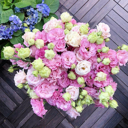 CILIFER® 🔥🌺Low-maintenance Eustoma Flower Seeds🌈