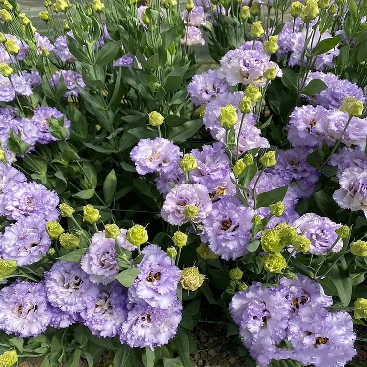 CILIFER® 🔥🌺Low-maintenance Eustoma Flower Seeds🌈