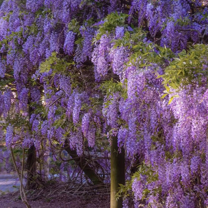 CILIFER® 🌸WISTERIA - THE GARDEN'S CASCADING BEAUTY ALL YEAR ROUND