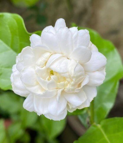 CILIFER® 🏆75K+ SOLD! 🌿❄️ Midnight Perfume Jasmine Seeds – Winter Planting. Perennial Blooms & Fragrant Garden Elegance 🌸