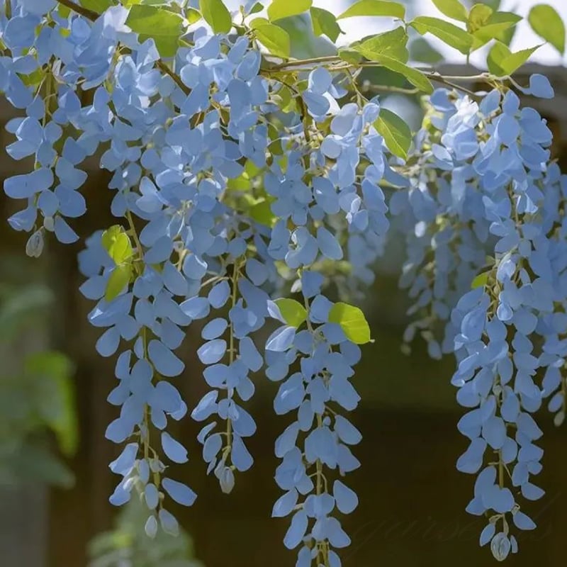 CILIFER® 🌸WISTERIA - THE GARDEN'S CASCADING BEAUTY ALL YEAR ROUND