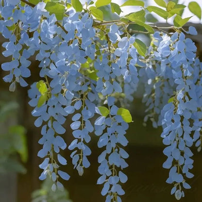 CILIFER® 🌸WISTERIA - THE GARDEN'S CASCADING BEAUTY ALL YEAR ROUND