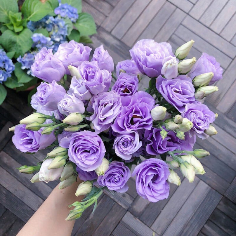 CILIFER® 🔥🌺Low-maintenance Eustoma Flower Seeds🌈