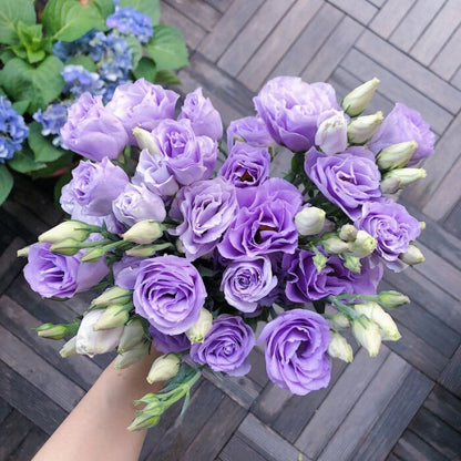 CILIFER® 🔥🌺Low-maintenance Eustoma Flower Seeds🌈