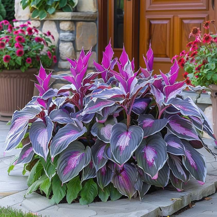 CILIFER® Premium Rare Hosta 🌿 Shade-Tolerant Plant