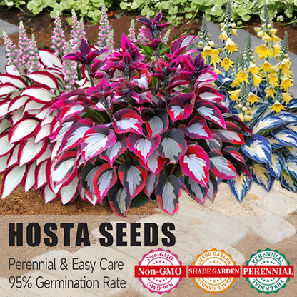 CILIFER® Premium Rare Hosta 🌿 Shade-Tolerant Plant