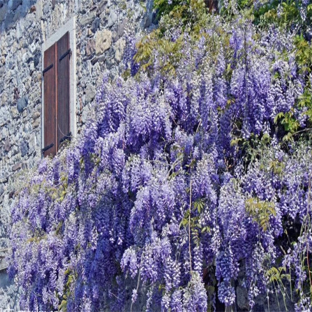 CILIFER® 🌸WISTERIA - THE GARDEN'S CASCADING BEAUTY ALL YEAR ROUND