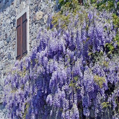 CILIFER® 🌸WISTERIA - THE GARDEN'S CASCADING BEAUTY ALL YEAR ROUND
