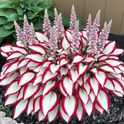 CILIFER® Premium Rare Hosta 🌿 Shade-Tolerant Plant