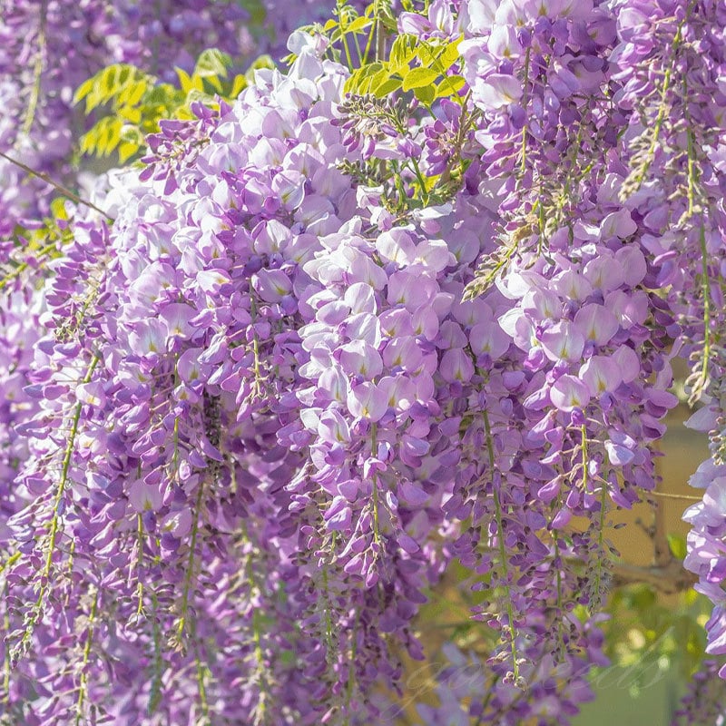 CILIFER® 🌸WISTERIA - THE GARDEN'S CASCADING BEAUTY ALL YEAR ROUND