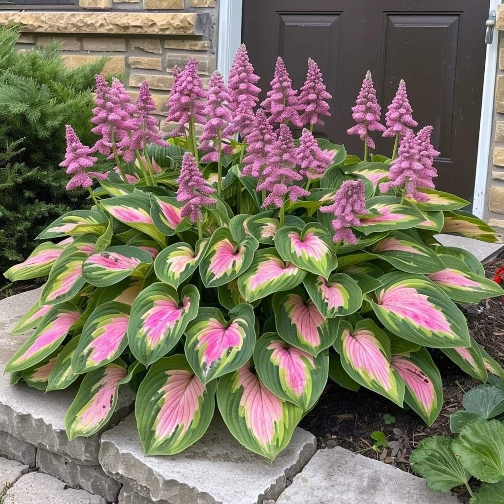 CILIFER® Premium Rare Hosta 🌿 Shade-Tolerant Plant