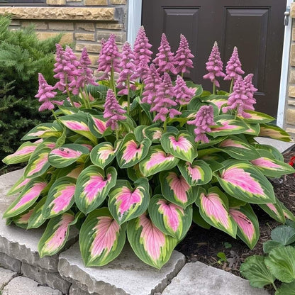 CILIFER® Premium Rare Hosta 🌿 Shade-Tolerant Plant