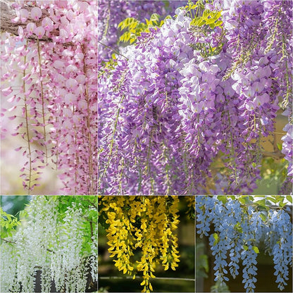 CILIFER® 🌸WISTERIA - THE GARDEN'S CASCADING BEAUTY ALL YEAR ROUND
