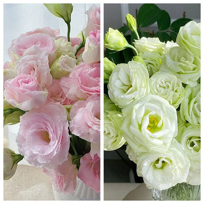 CILIFER® 🔥🌺Low-maintenance Eustoma Flower Seeds🌈