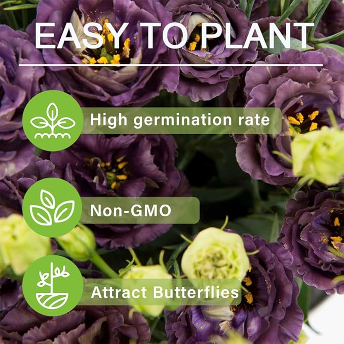 CILIFER® 🔥🌺Low-maintenance Eustoma Flower Seeds🌈