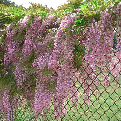 CILIFER® 🌸WISTERIA - THE GARDEN'S CASCADING BEAUTY ALL YEAR ROUND